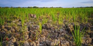 Impacto de la sequía en la agricultura