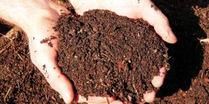 Cereales y compost agrícola transforma residuos en nutrientes