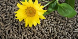 Cómo aprovechar el girasol para producir pellets